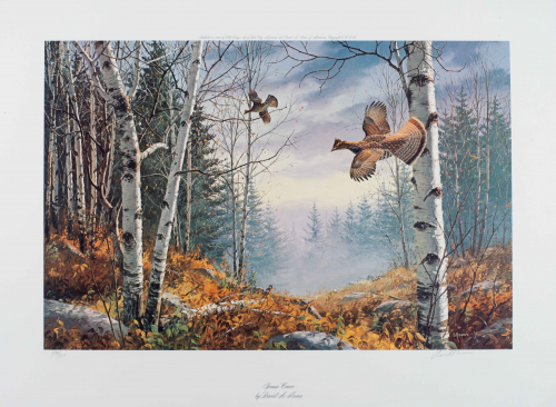 color illustration Grouse flying in wooded area with pine and birch trees and autumn-colored brush. 
