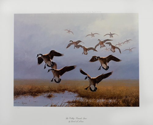 Color illustration Canadian geese flying  over marsh.  