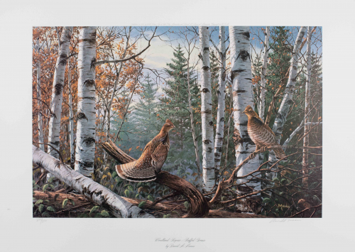 color illustration Grouse in wooded area with pine and birch trees and autumn-colored brush. 