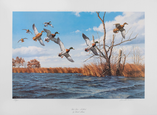 Color illustration Mallard ducks flying over water with reeds and some trees behind them.  
