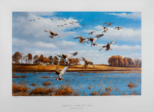 Color illustration mallards landing on water with trees and house in the distance. 