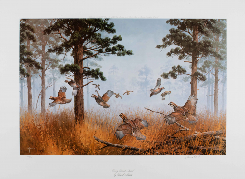 Color illustration of flying quail in foggy wooded area