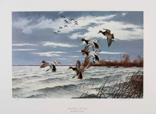 Color illustration of ducks landing on rough water