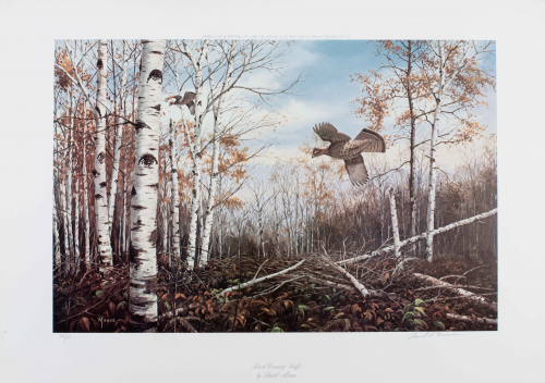 color illustration  flying ruffs in wooded area with bare and autumn trees.  