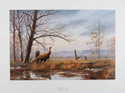 color illustration turkeys walking in open area between wooded areas