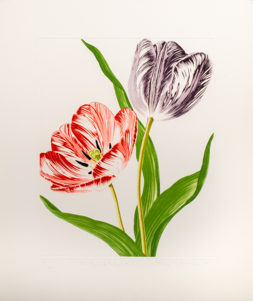 Two tulips are shown with stems and leaves, the tulip on the left center is red shown opening the other to upper right is violet