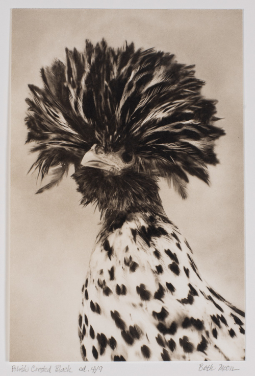 Image of a chicken breed called "Polish Crested Black" with flamboyant feathers, especially a full, spherical, black crest
