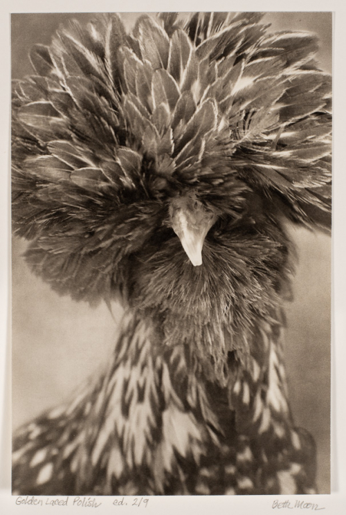 Image of a chicken breed called "Golden Laced Polish" with flamboyant feathers, especially a full, spherical crest