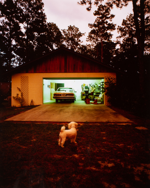 A twilight image of a small white dog looking into an open and brightly lit garage.