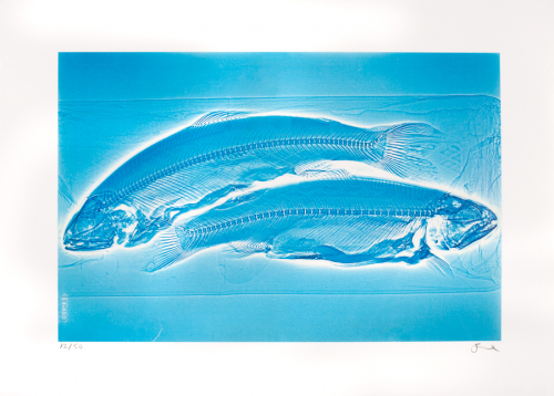 Blue X-ray-like image of two fish (trout), one above and one below facing opposite directions.
