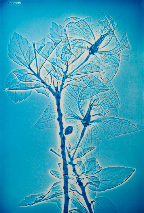 An almost x-ray sort of blue image of a hybiscus plant.
