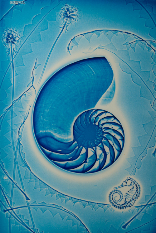 An almost x-ray sort of blue image of a nautilus and seahorse and some plants.
