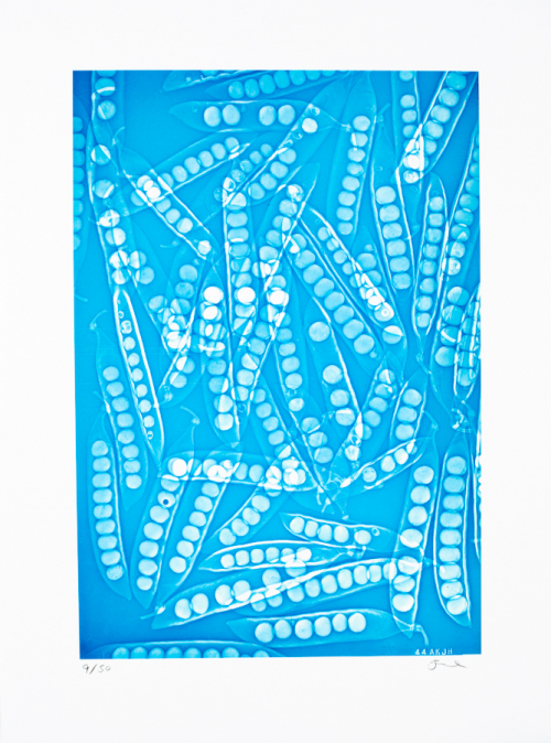 X-ray-like image of numerous overlapping peapods making an all-over pattern. The image is entirely in shades of blue and white.