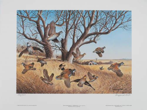 color illustration Bobwhites in the grass.  Bare trees in the background.