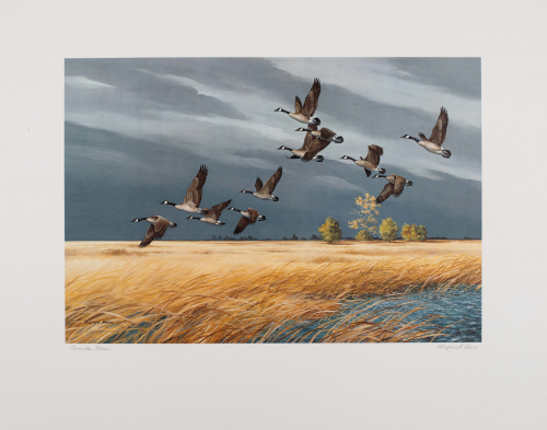 Color illustration Canada geese flying over marsh with a very dark sky in the distance.