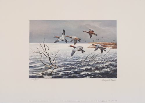 color illustration Canvasback ducks flying over water. 
