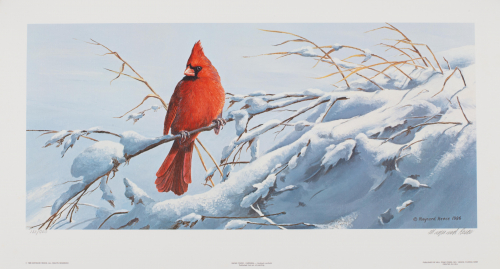 color illustration Male cardinal in left 1/2 of image perched on snow-covered branch