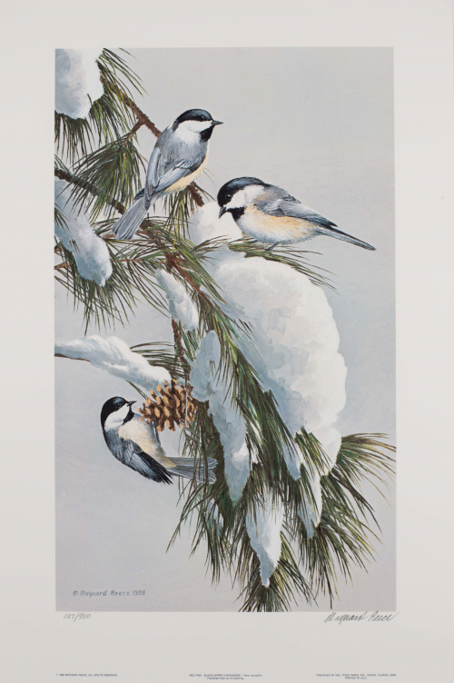 color illustration of Chickadees perched on a snow-covered pine branch