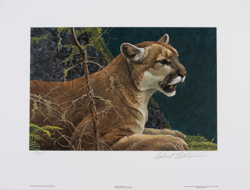Color illustration of cougar. 