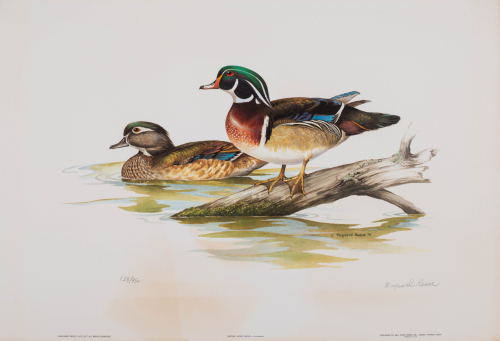 color illustration Pair of wood ducks, one on water and one perched on branch