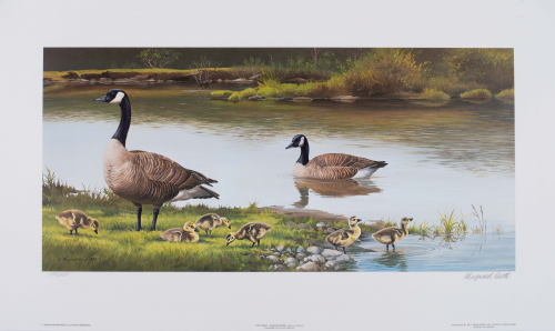 Color illustration Pair of Canada geese with goslings at edge of water. 