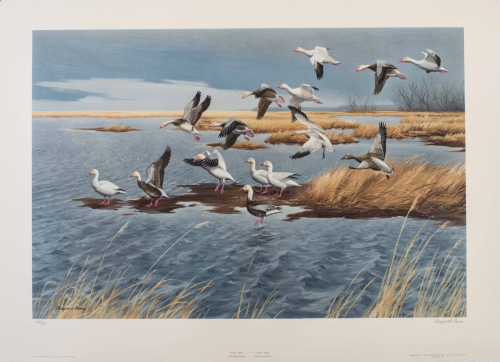color illustration of Geese landing on marsh. 