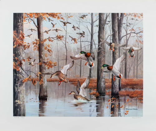 color illustration Mallard ducks landing in water.  Trees are in the water and wooded area in the background
