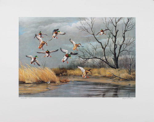 Color illustration Mallard ducks landing in marsh with a very dark sky behind