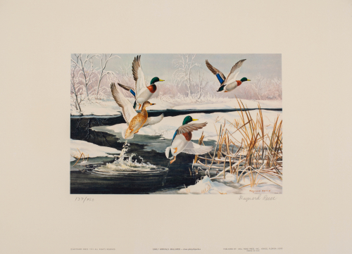 color illustration of Mallard ducks taking off from stream in winter.  