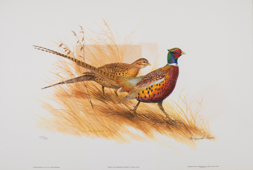 color illustration pair of pheasants walking
