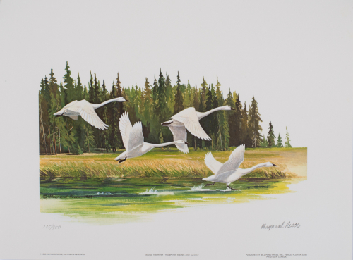 Color illustration of Swans landing on water, wooded area in background
