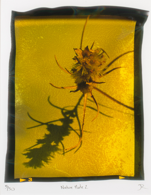 Closeup image of a spiked seedpod casting a dark shadow on a yellow ground. The image is framed in the uneven black border 