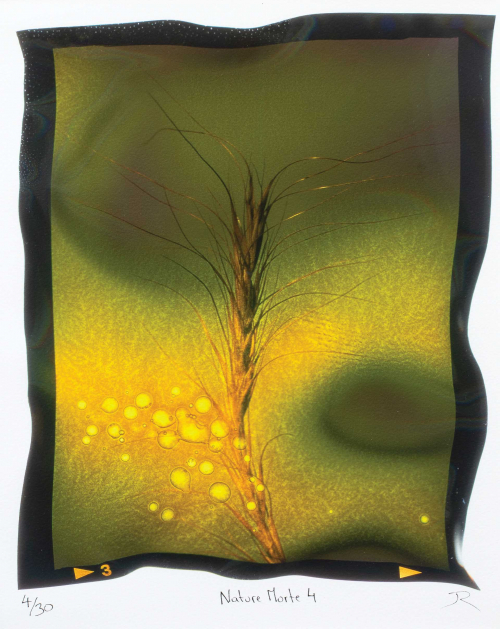upper section of a wheat stalk seeds, background is yellow, green, and black framed in the uneven black border of the film