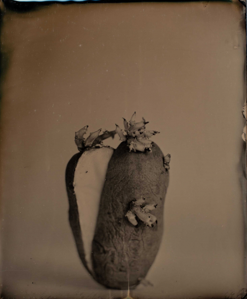 A dark image, deep browns and caramels, depicting a sprouting potato.