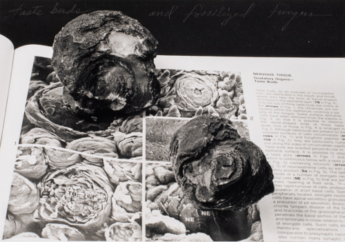 A black and white image showing the page of an open book and on it two spherical fossils