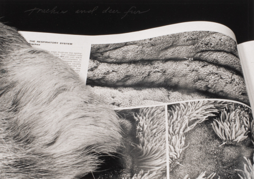 A black and white image showing the page of an open book and on it to the left a fold of fur.