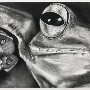 Duccini, Isabella / The Big Frog that Makes All the Rules / charcoal on paper / 2020
